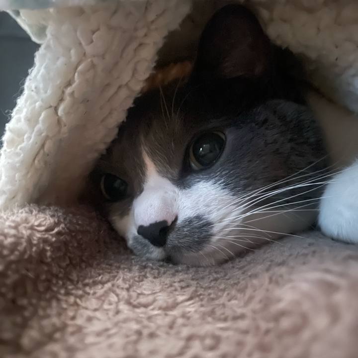 57cc362c e1a7 47c7 95b2 c41988768217 1739918646636