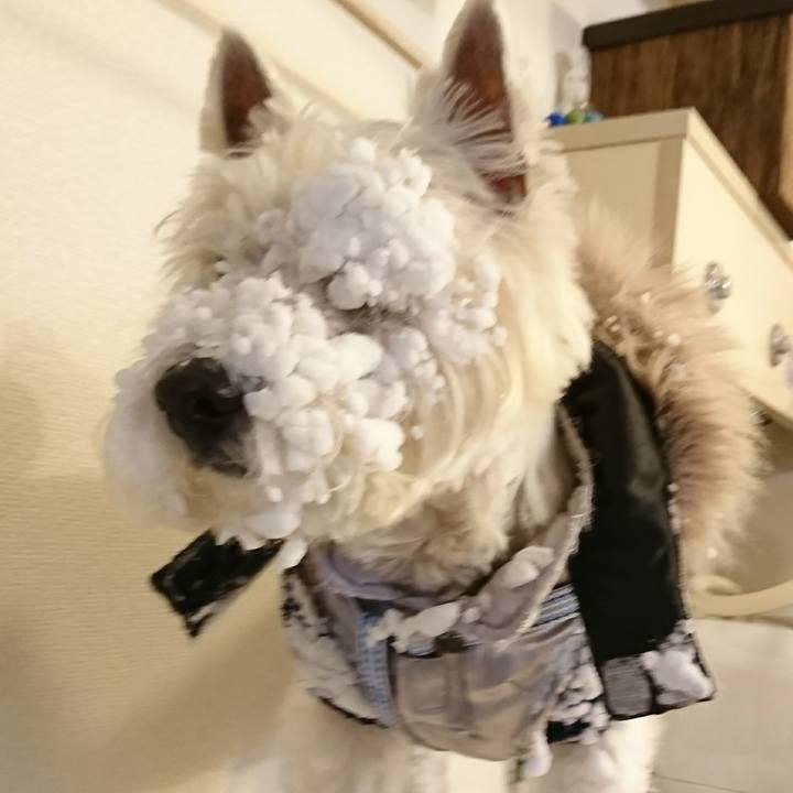 57ccdead 1230 4073 9b5b 768b5b9e4e51 1516941970695