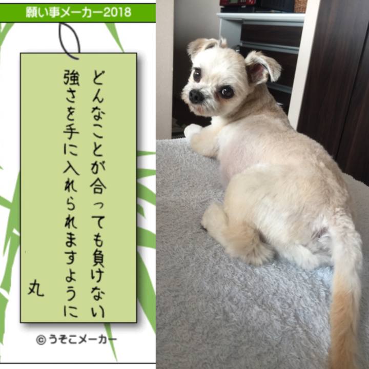 57ce5dd7 d0ed 4494 8883 202441074856 1530943330780