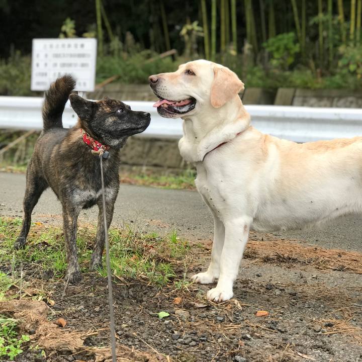 57d36733 68d2 4e92 b441 0e80e69ade15 1541030201614