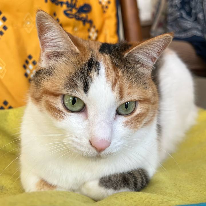 57d4f5dc dae0 4fa1 b54a ffccefb63508 1760654293203