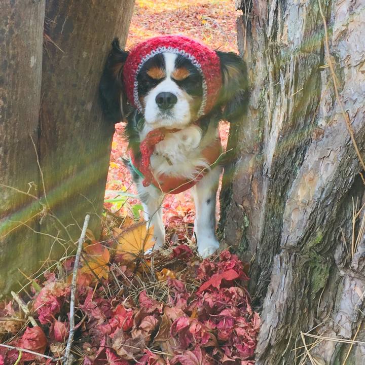 57dbde20 3a09 4cf3 825c d3a11feab39a 1509945825607