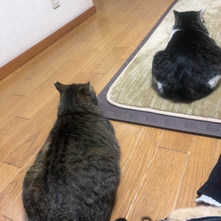 57ddfb13 97dd 41fe 8c55 d101629b8be3 1553922386265