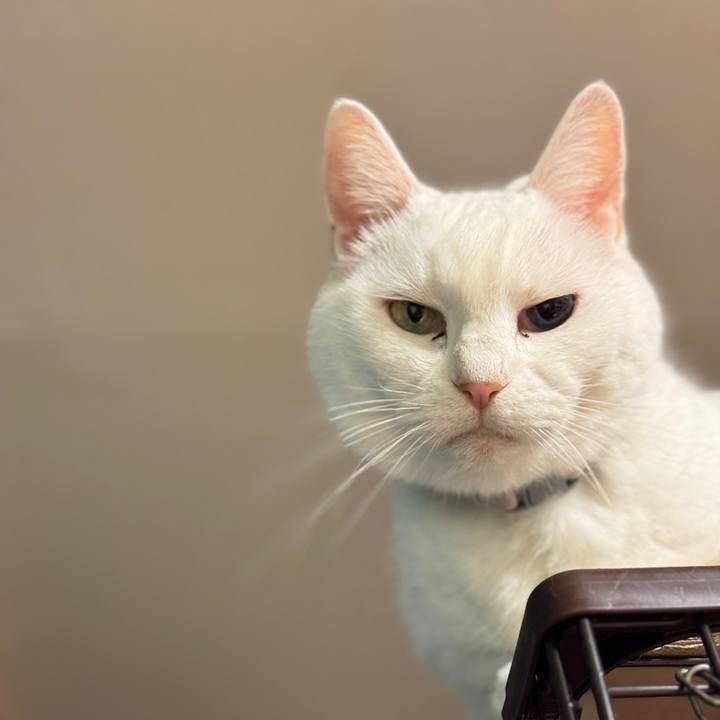 57dff23b 925e 4c5d ad52 20b743d31d62 1764692182629