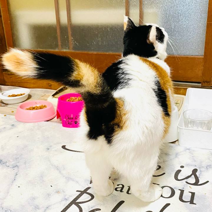 57ebd2e9 14a5 43fd af21 52edcffceb00 1728078013551