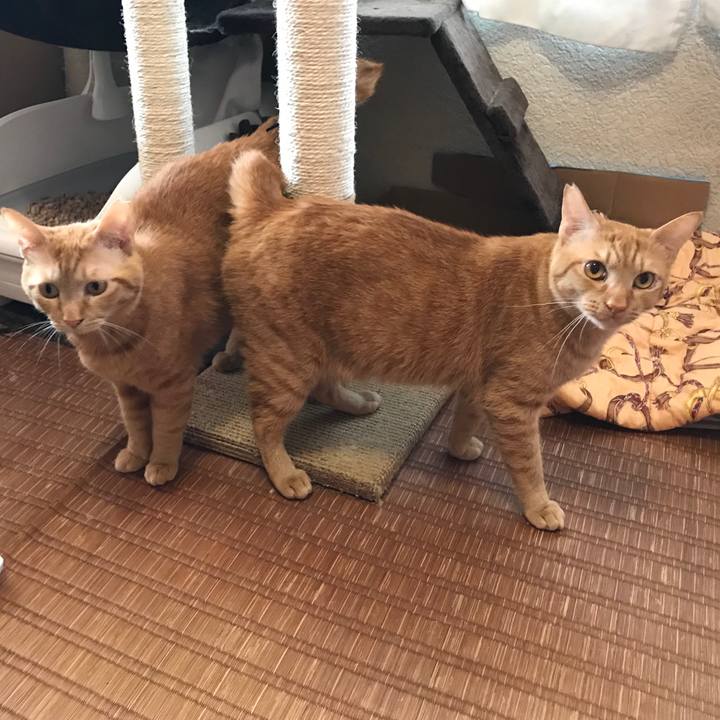 57ecbd0a f8a1 4f45 b9b9 d36b1d5927e4 1590360615581