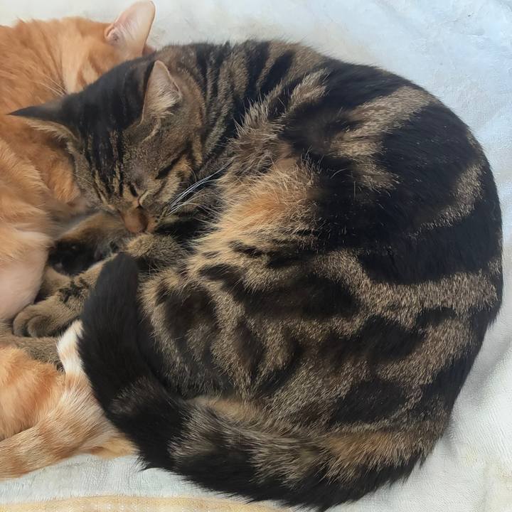 57f4b7d9 a175 4954 8b73 8f09aa721e66 1766894740948