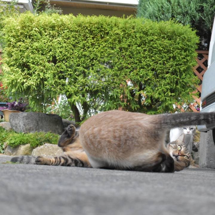 57f63b20 486a 4821 94fd 2fb1832113ed 1538881428259