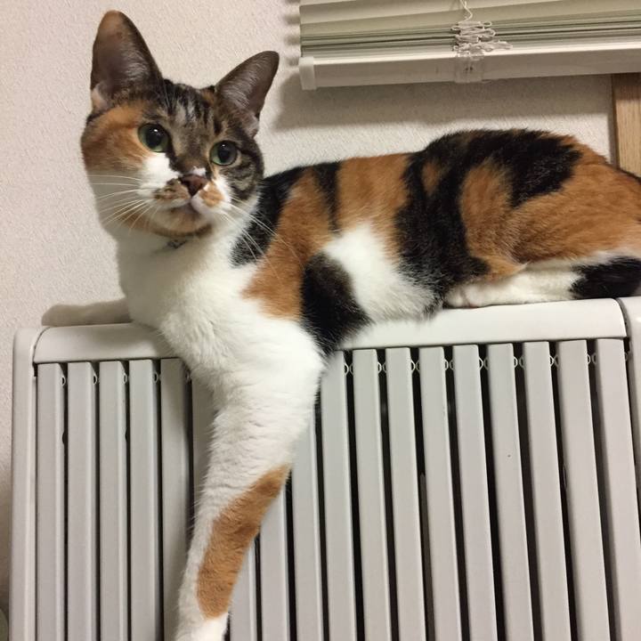 58039acc cf87 423e b348 6b1c0d9dc7c2 1588785281728