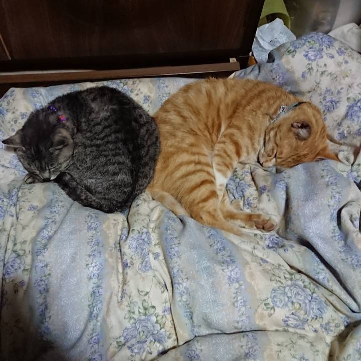 5803fc62 144d 40eb b549 36dc5fcb4b71 1590152853311