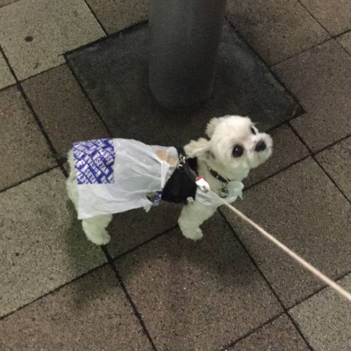 58071458 4770 4cc9 973b c411e51cba57 1507893405494