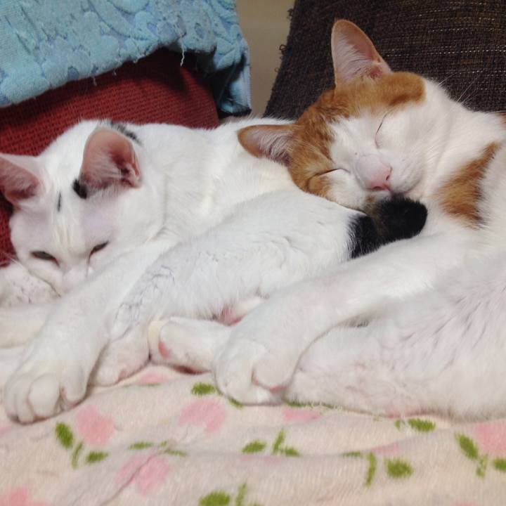 5808aae7 9ef1 4ca5 9cb1 ef5ec414a6d4 1509705076505