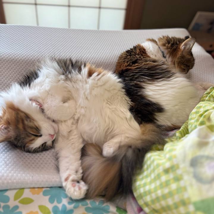 580b03b0 912a 4392 b51d 91faf4c7d7a9 1763535243678