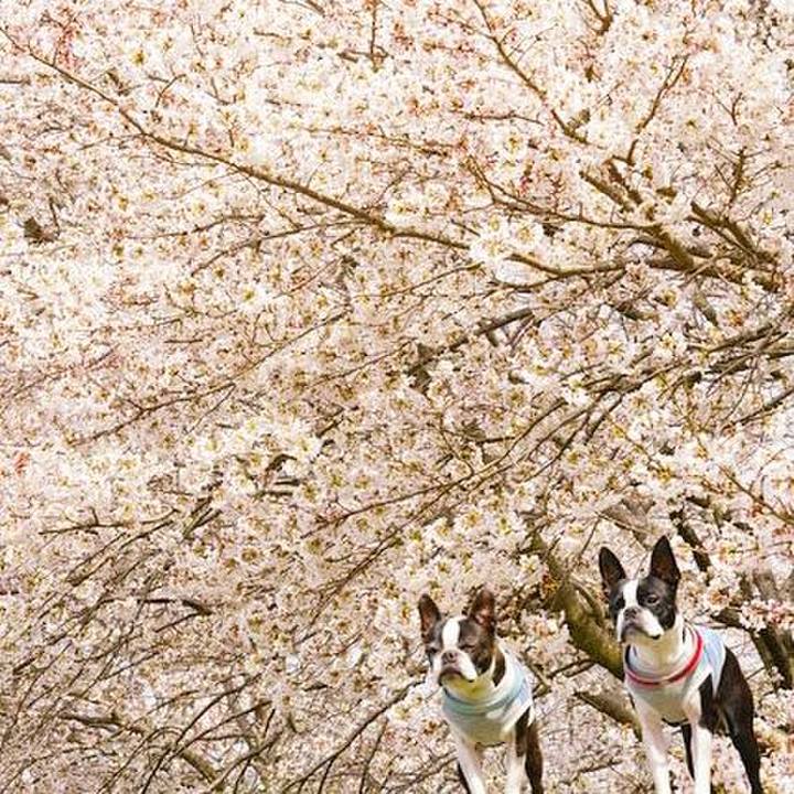 580b23c6 b866 4d4c a977 2e9de7f4465a 1522573175214