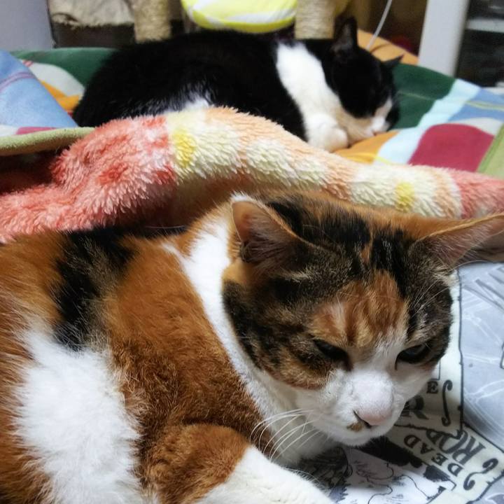 580b329c 8308 47e0 a67e 3e4462647dee 1525902138470