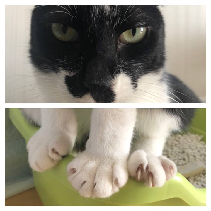 580c630a fbea 4c51 ab4f 189dc3ccfacf 1554614926351