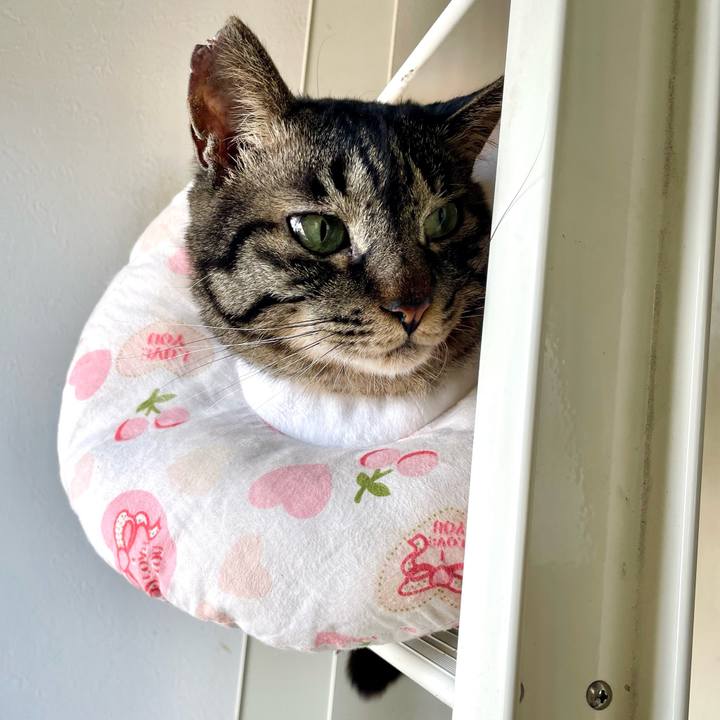 5810d1c9 0147 410b 953b fa78a88ecc2e 1678284009297