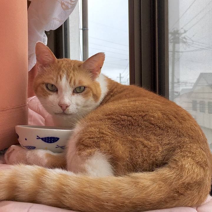 5811f6dd d3c3 418a 8045 4c300262fcaf 1595218088613