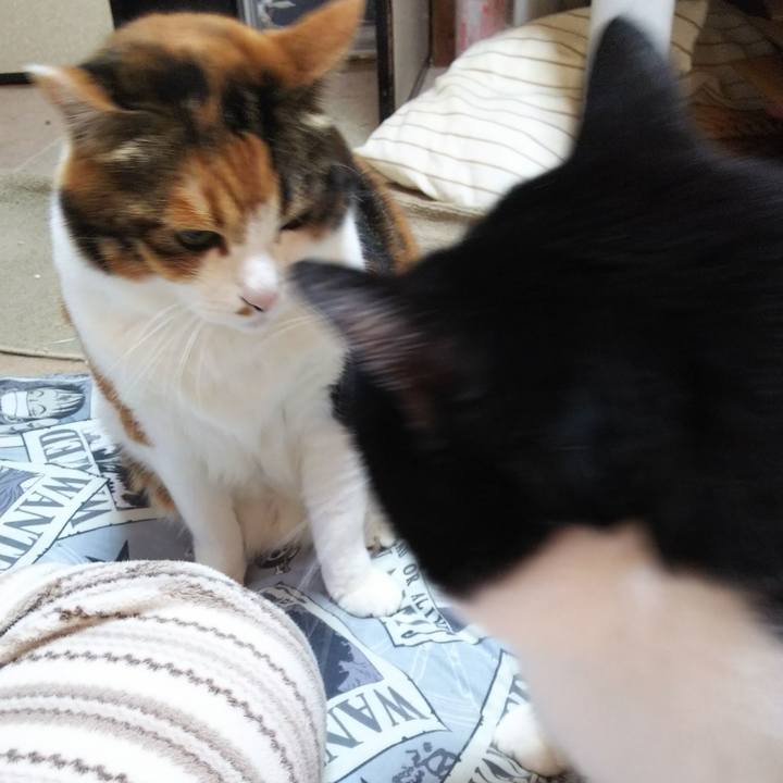 581d29e0 bbca 44c6 be02 9169cabd3d5f 1546040396705