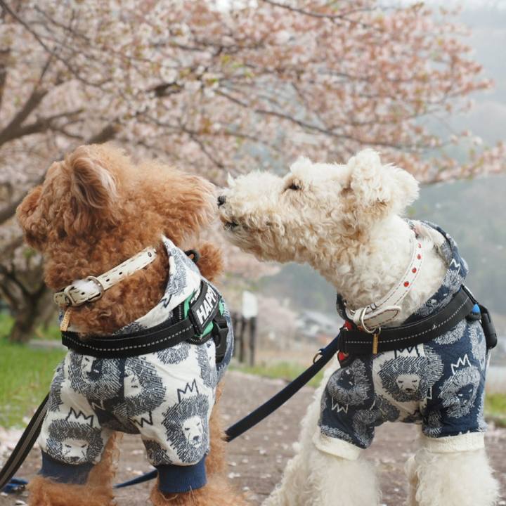 58207707 1ff4 4293 9c50 d246a5494b4e 1523169948626