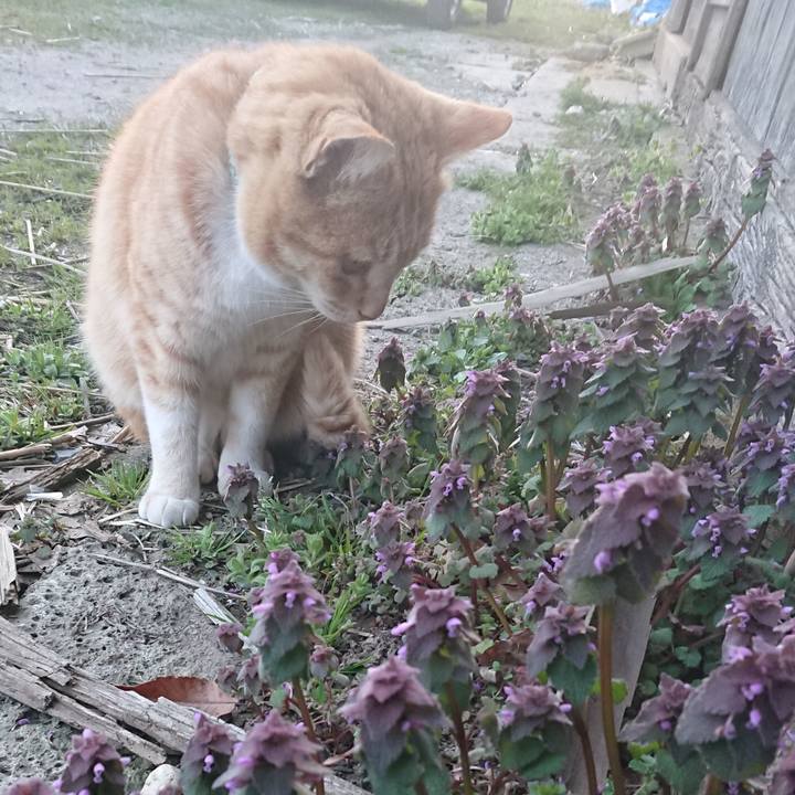 5823ccf3 b927 4fbc a30f dd5cc397b07d 1585645730831