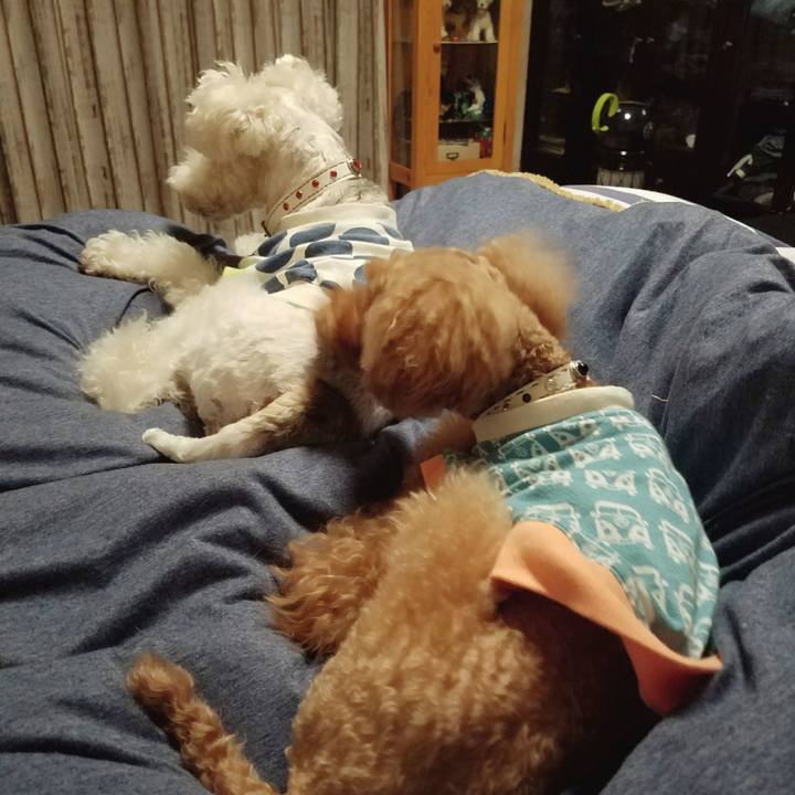 582bf351 0dc0 4bb3 8ee8 812837fe1f1e 1511823145499