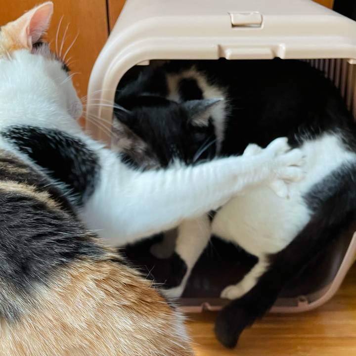 582c4e7e 4120 4fd1 b99f a427bab87207 1627435149262