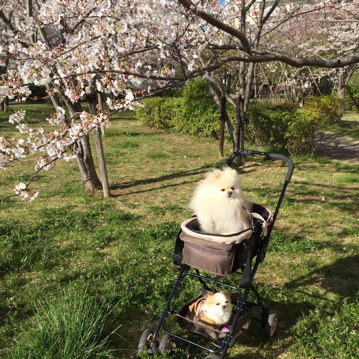 582d6dd6 a1d0 400c a84b f87a40afc43b 1554434462677