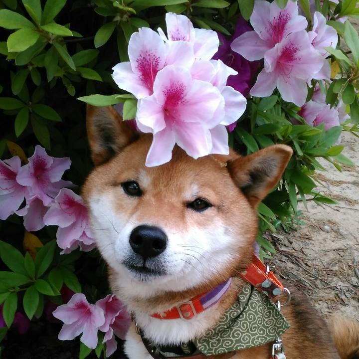 582dbe6b 7800 433c a528 631962abb643 1524530791139