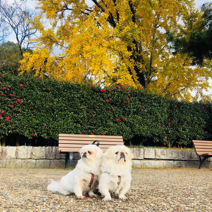 582f4e89 40e2 4cf3 b82e 31097e03a0d1 1575531530171