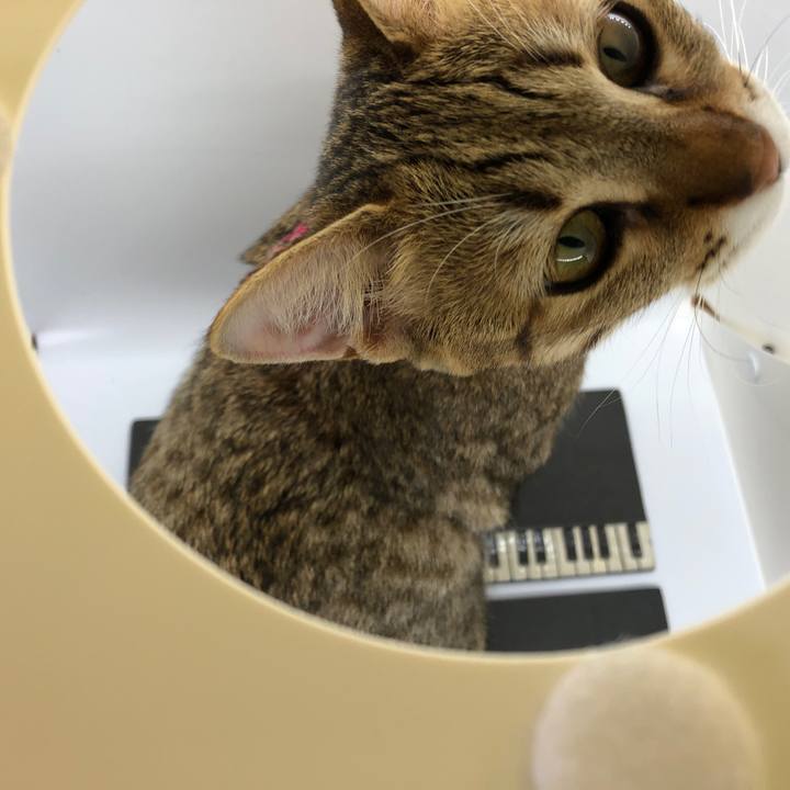 58304b3e b6ca 4449 8474 c38ebd58c377 1587526790558