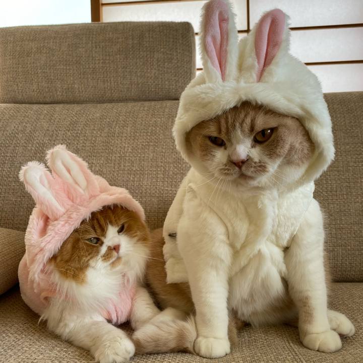 5837819b c394 4345 965c dc15708c85ae 1672568617285