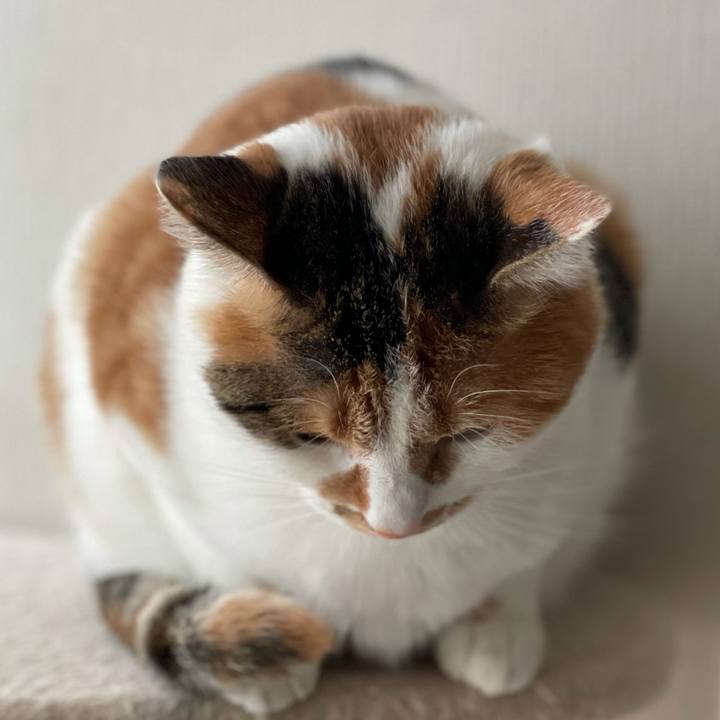 58399df3 7bdb 440e 8a7b 1d782e778bd8 1607136573490