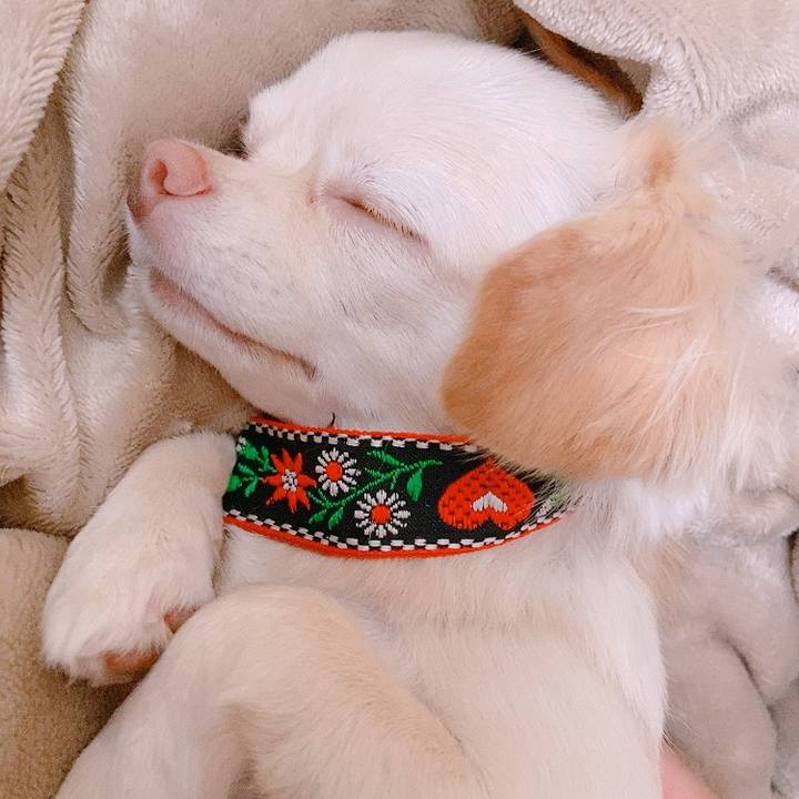 58418d4c 651c 4893 8a46 b7b066a26762 1628988672562