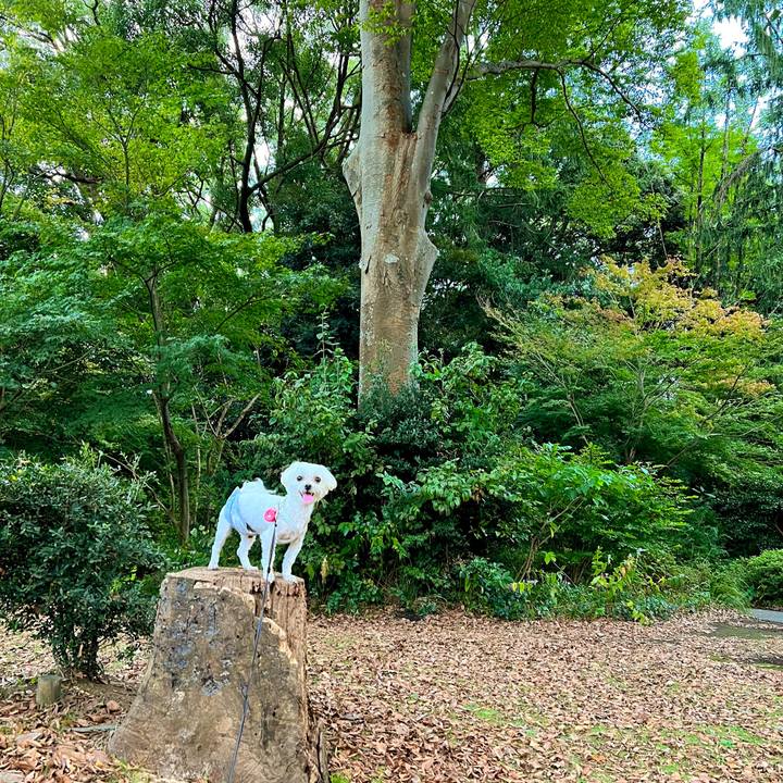 58461a5e 3ebe 4be1 8207 ae52779a7a5a 1666000242164