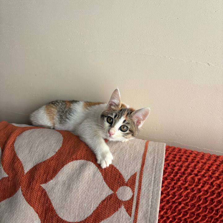 584aedc8 d65e 4feb 97a2 26fe54f45256 1766152258703