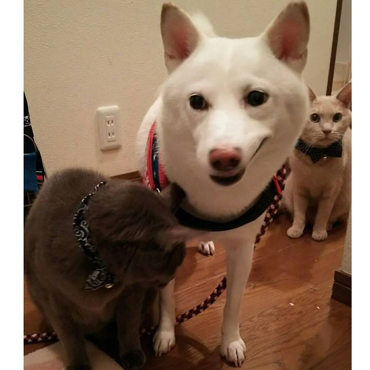 584b60ff c9c9 416c 951c 9541c53bee7e 1572081336627