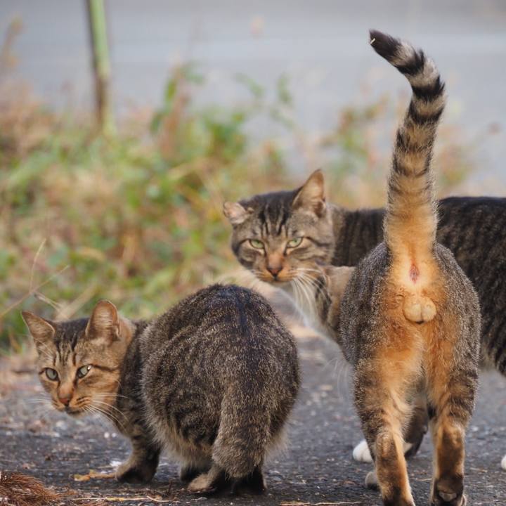 584cacc5 440f 46ab a3bc b363fd77c4bd 1603809485871