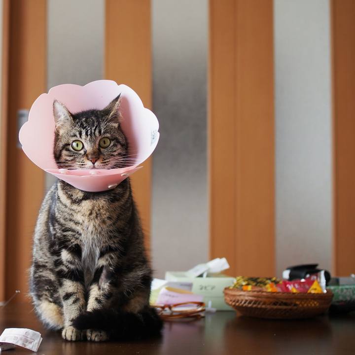 584cb257 246b 4f33 b6a7 b4b5013574ff 1519098701378