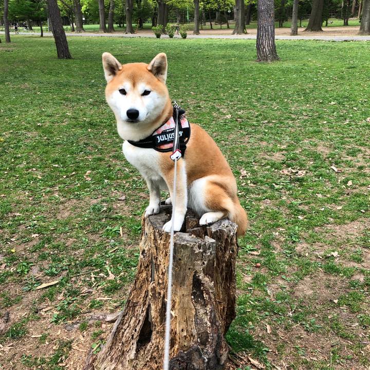 585540b3 848a 43c1 87ed ebe2ef310b37 1557895451417