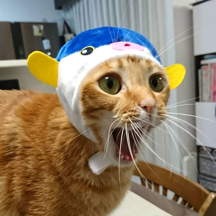 58578de4 d88e 4b58 9a8e a99af2b9a4e4 1543837537183