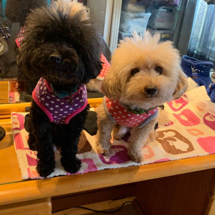 5859158e b2c1 4672 9b0b db7ca3f067a3 1557353564935