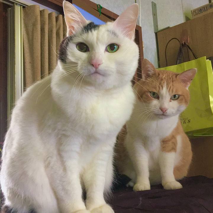 585c0a20 ecda 4835 ac1e 31856200b029 1587962093156