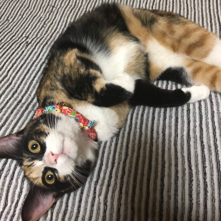 585e38e7 70dd 4a02 9f8d 8f5fe94677e7 1558861662132