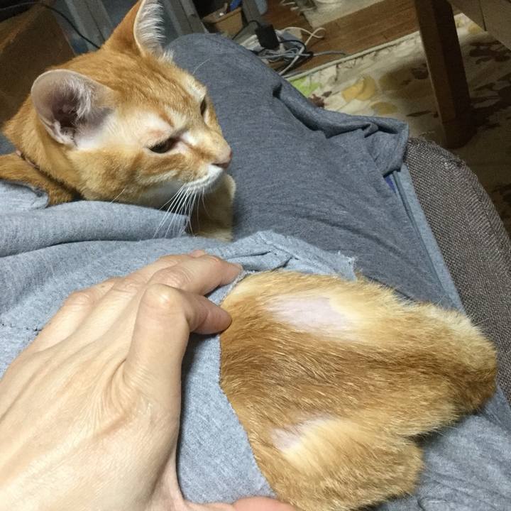 58607012 51a4 4c87 a2f3 104c869b4948 1523027567455