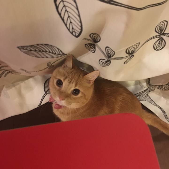58612b6b c948 492f 9b58 6c4b347e9cc6 1519596222736