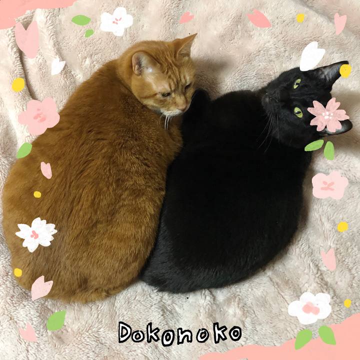 5861b26f 8523 448e 8d43 66cb26c8b3ca 1711024841989