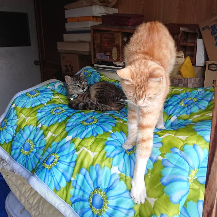 5862376b dbf7 47fb b8a6 954519d02abf 1560764207279