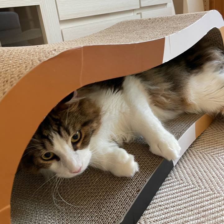 5863c185 c1a1 4f44 ac49 009591706a3c 1658611262114