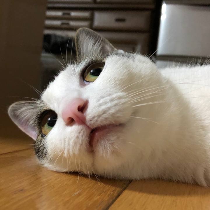 5869d22b e44a 4546 b419 267dad879ed0 1591276584752